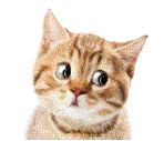 Kép