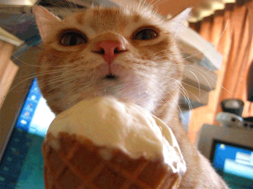 Katzen sind die besseren Kerle lustich.de