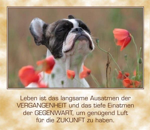 ext. Bild